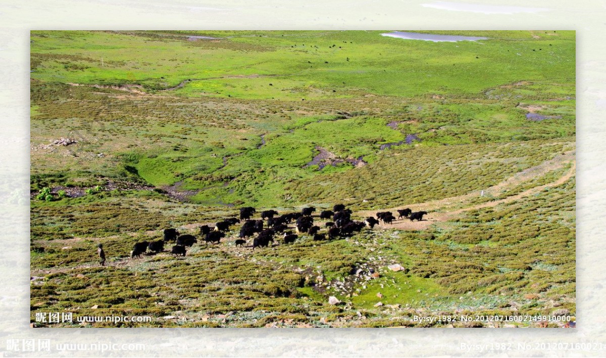 草原牦牛图片