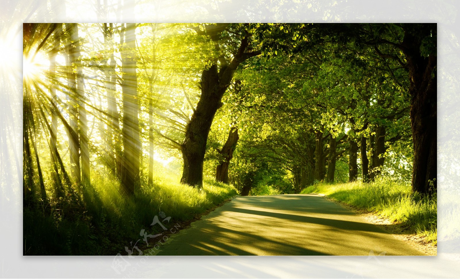 阳光绿色树林图片