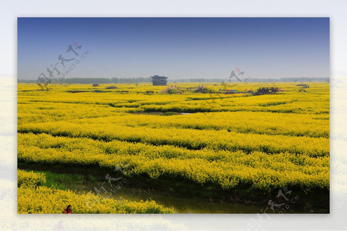 千岛菜花风景区图片