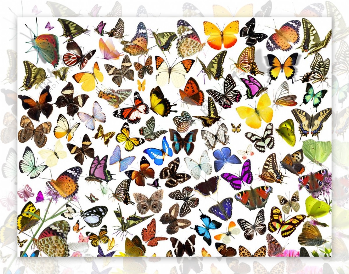 蝴蝶PSD分层素材图片