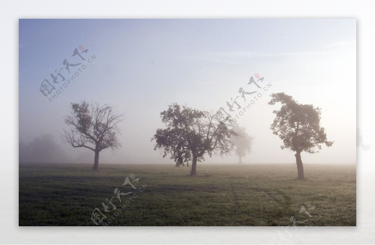 晨雾中的树木图片