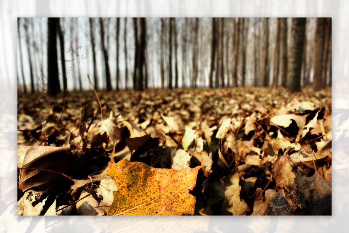 落叶堆积秋色图片