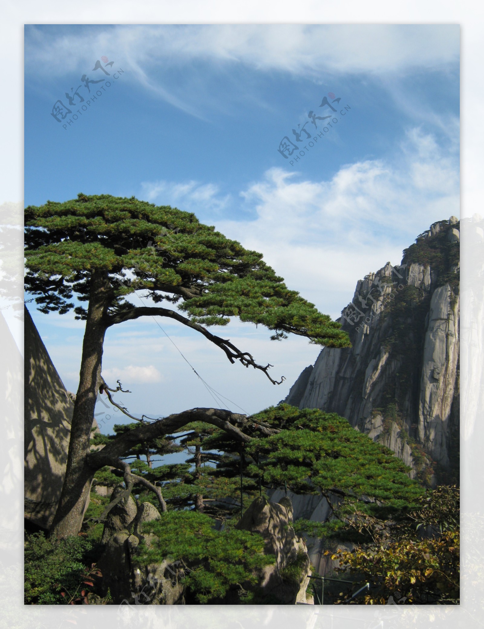 挺拔的松树风景图片,千年松树图片,高大松树图片_大山谷图库