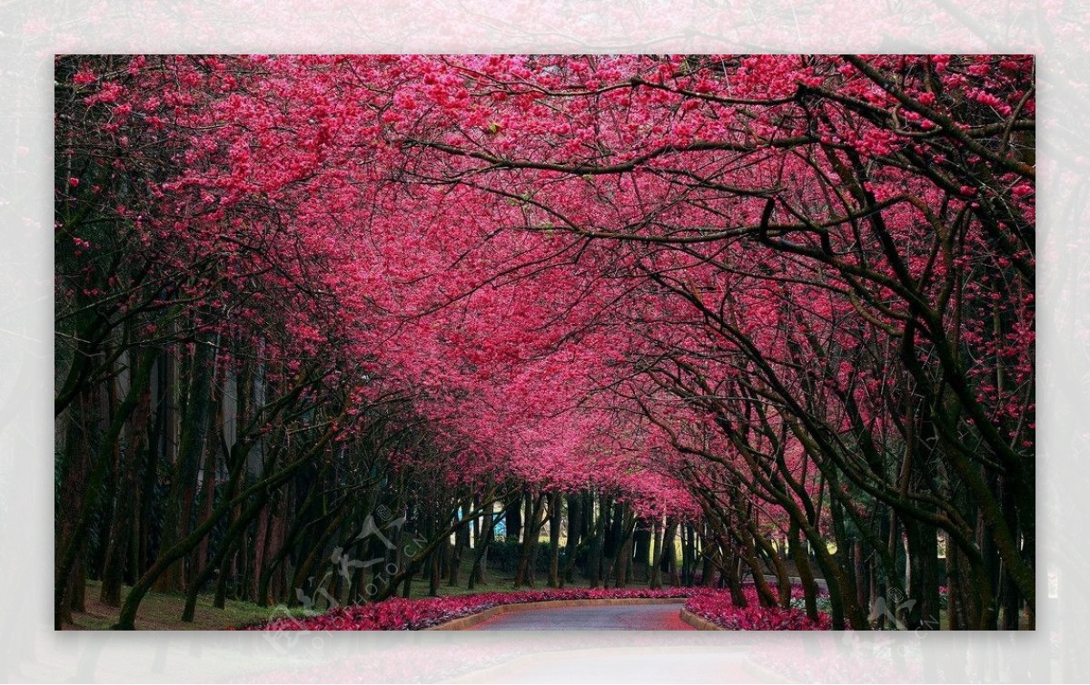 粉红树叶街道图片