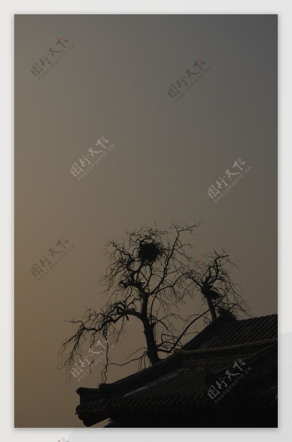 阴沉天空中的古树图片