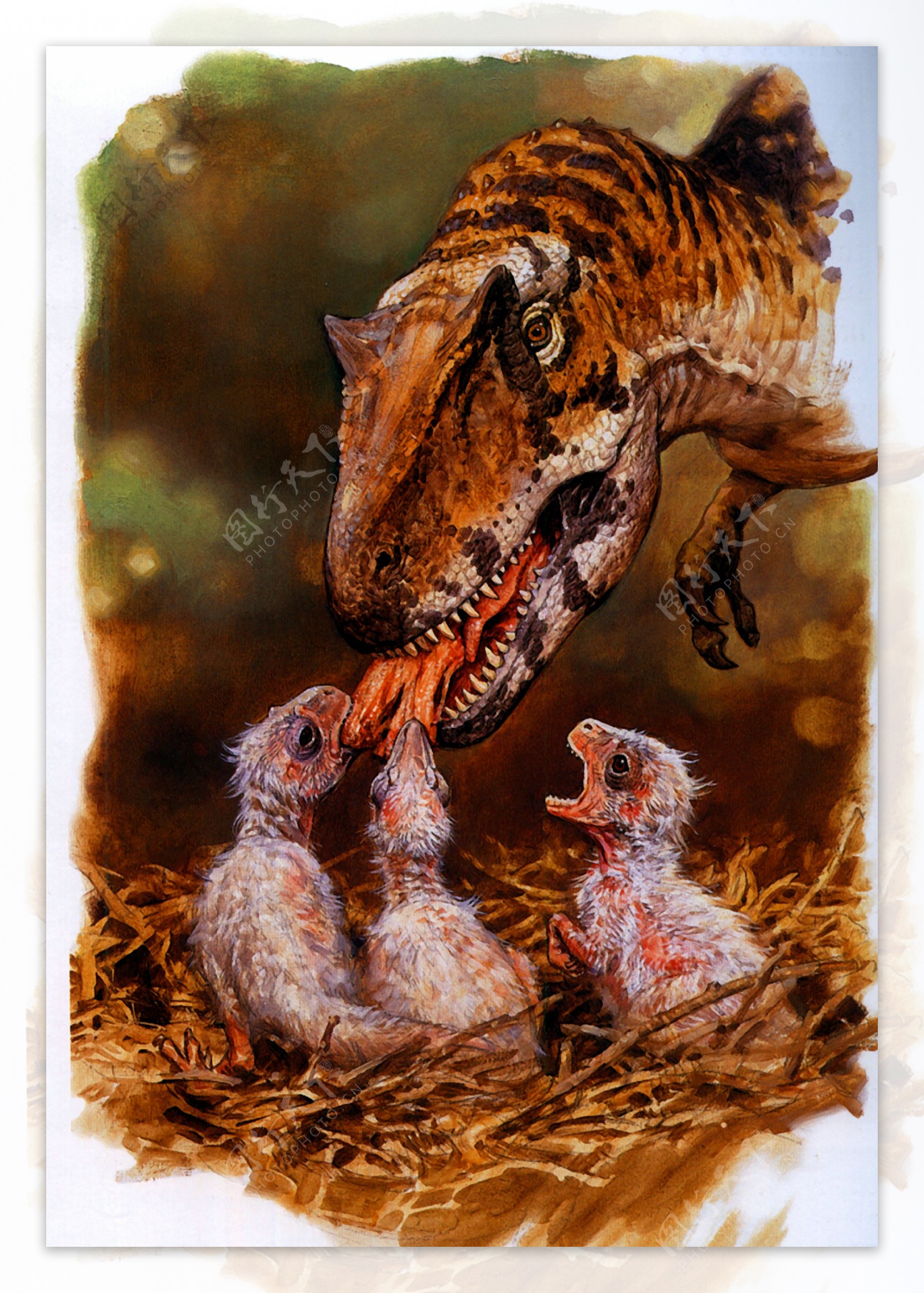 恐龙宝贝图片