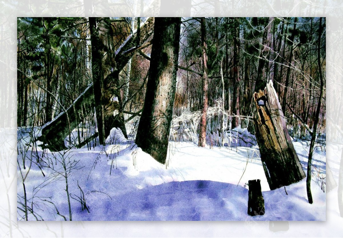 森林寒冬图片
