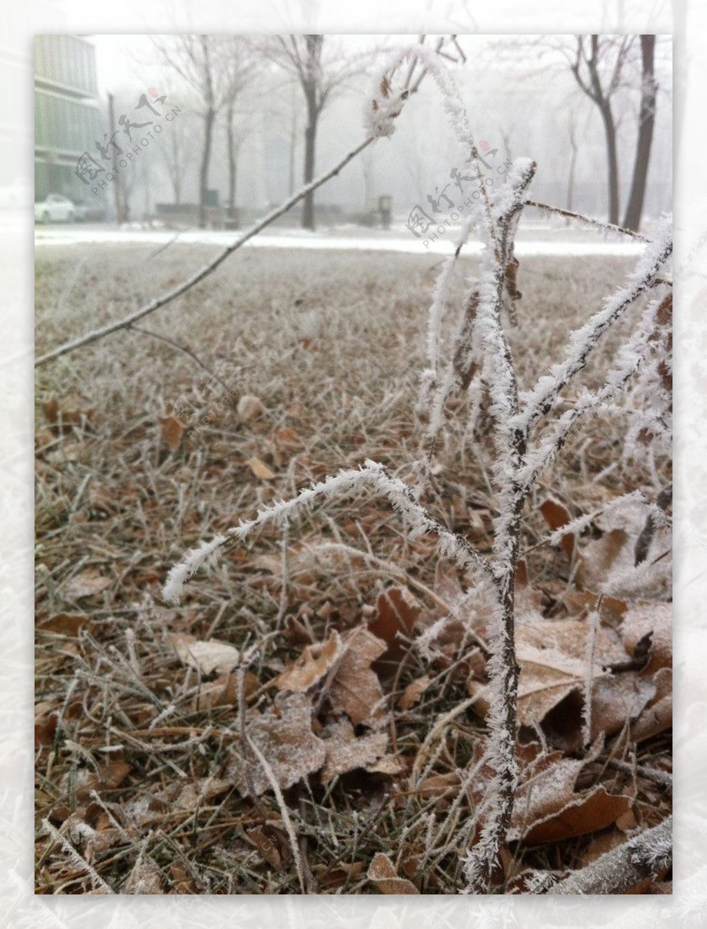 雪天雾凇图片