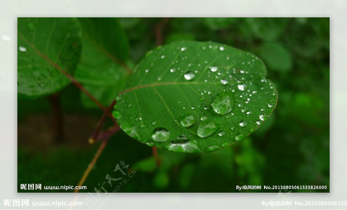 闫玫的雨滴图片