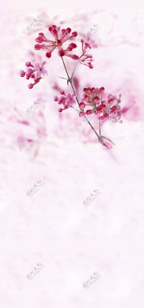 粉红色花朵背景图片