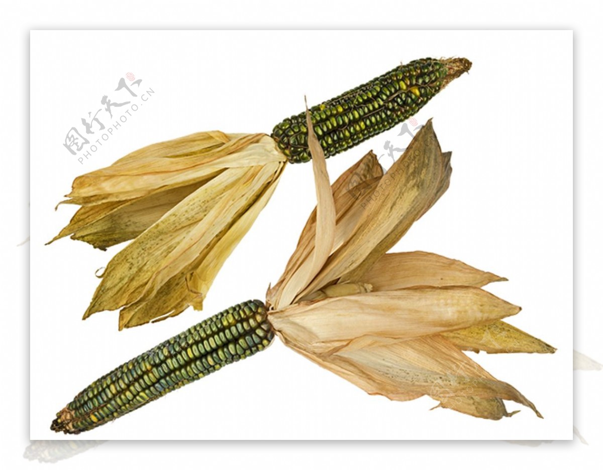 玉米素材图片