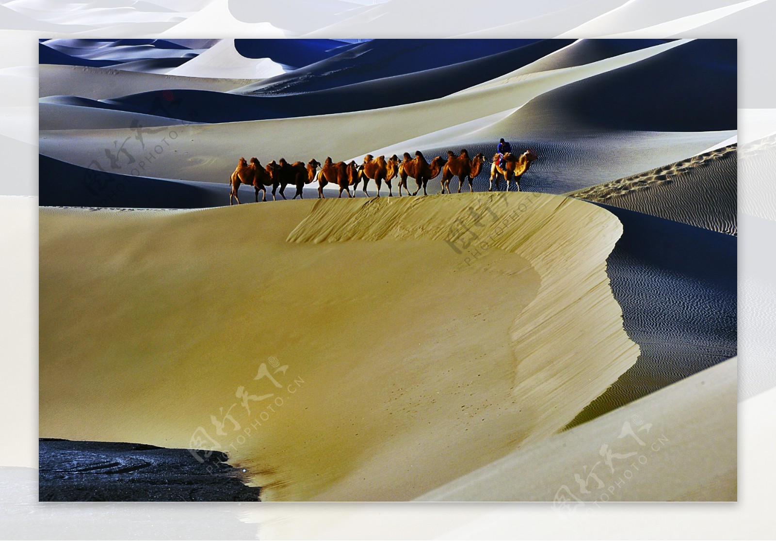 大沙漠骆驼群图片