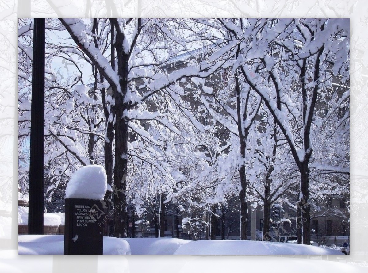 积雪的树图片