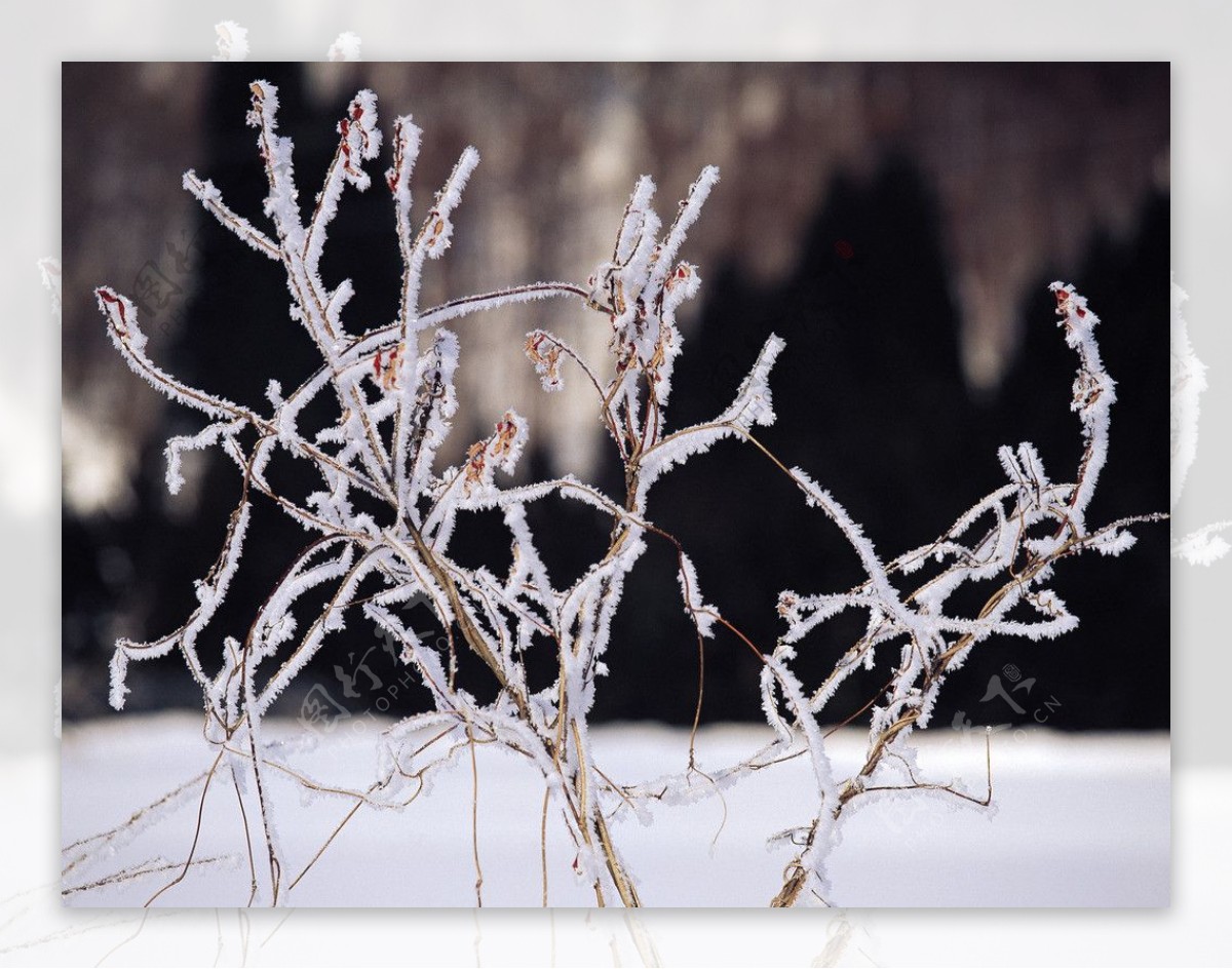 冬季的树挂图片
