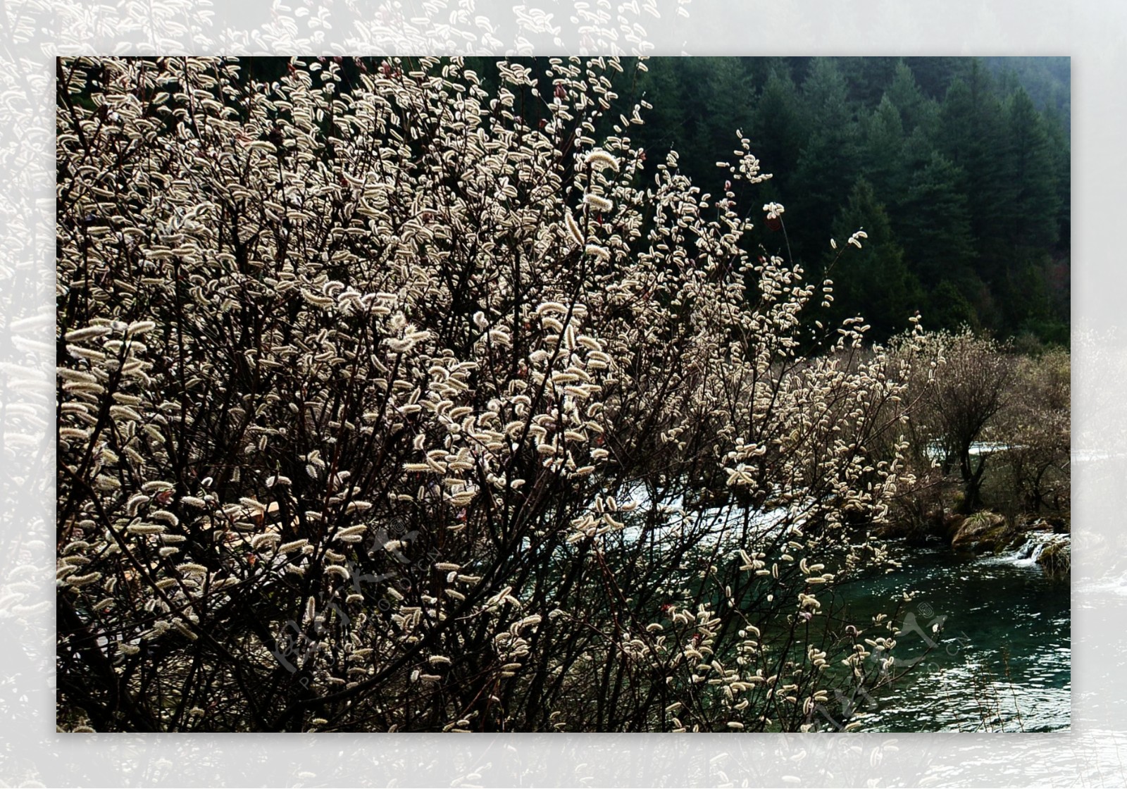 九寨沟一颗开花的树图片