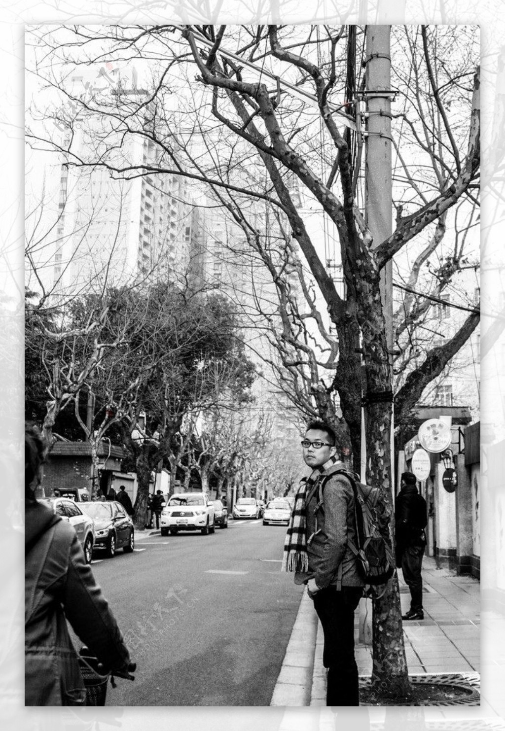 上海旧马路悟恫树图片