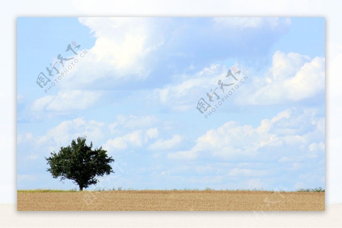 沙漠孤树摄影图片