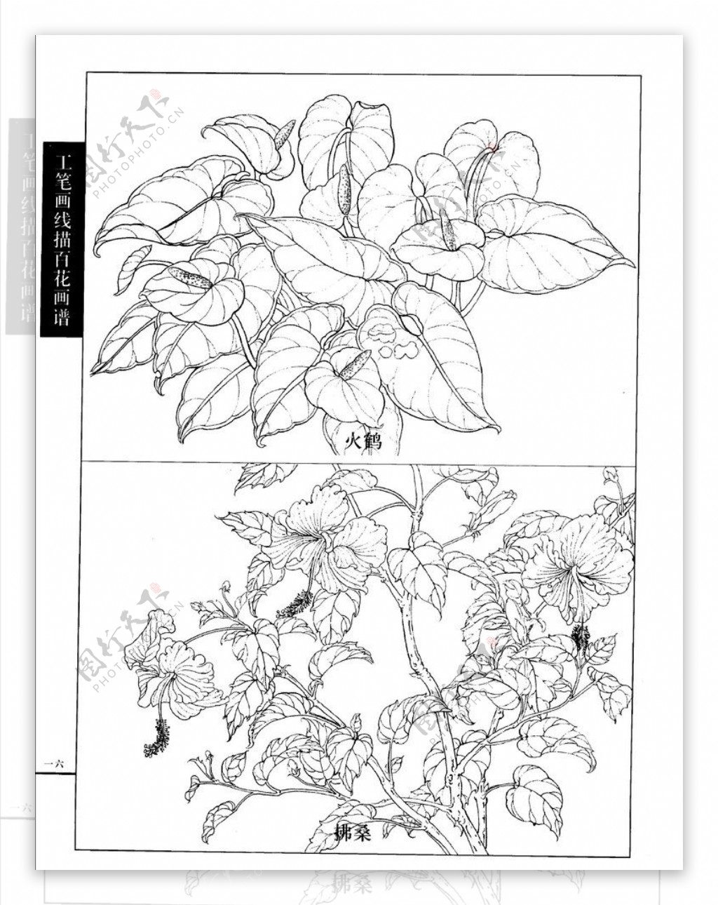 工笔画线描百花画谱图片