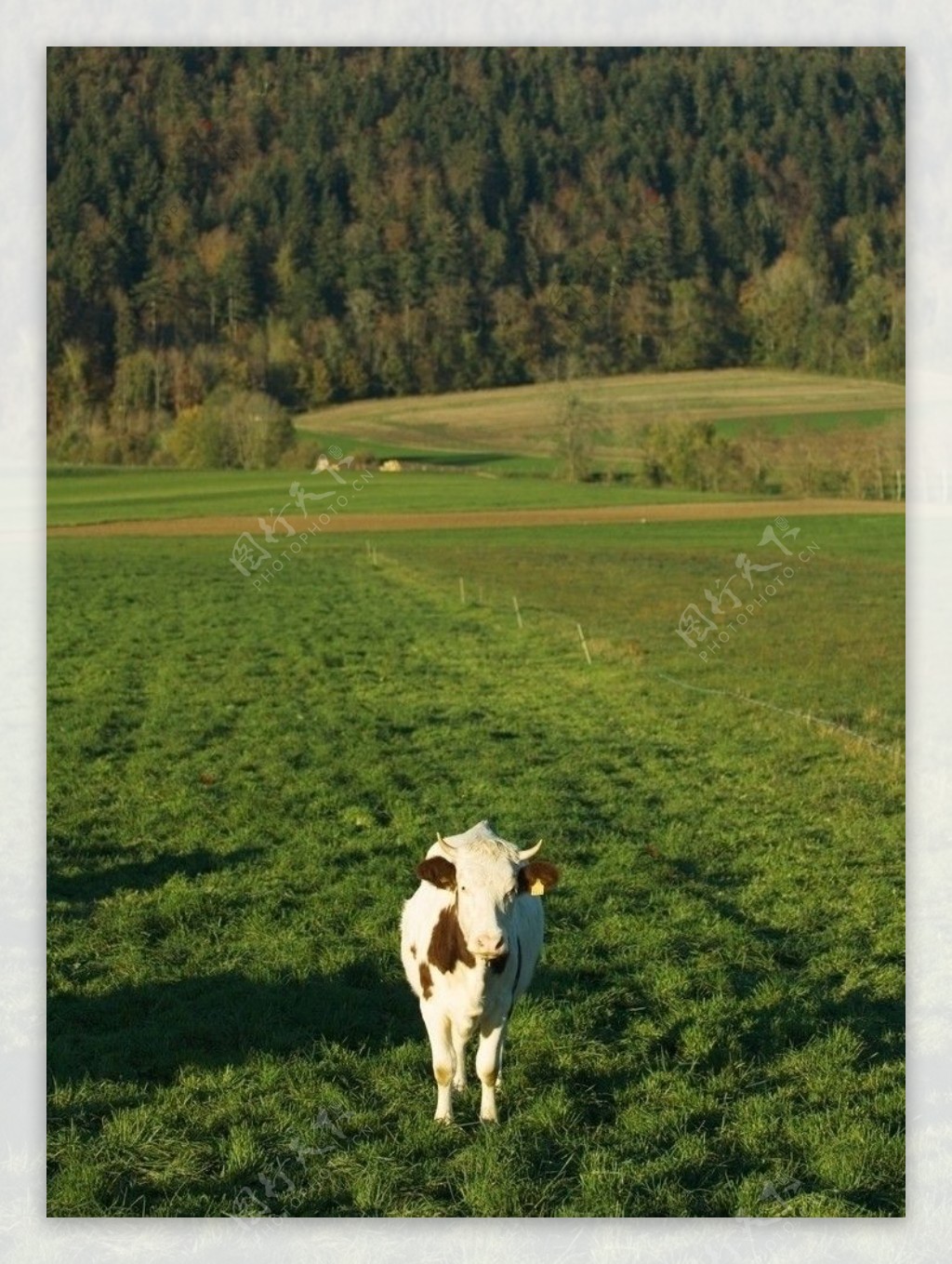 奶牛草原图片