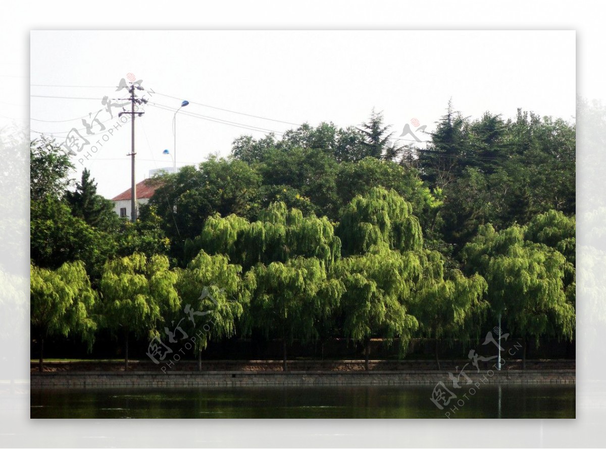 湖岸柳树图片