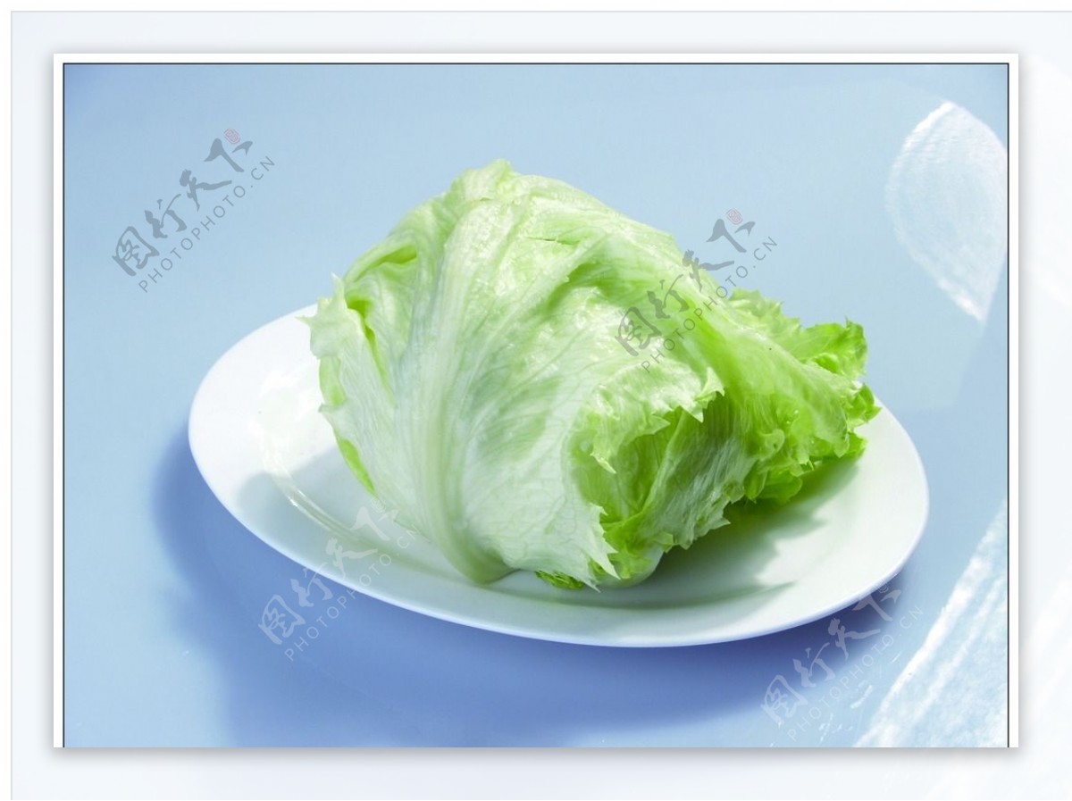 圆生菜图片