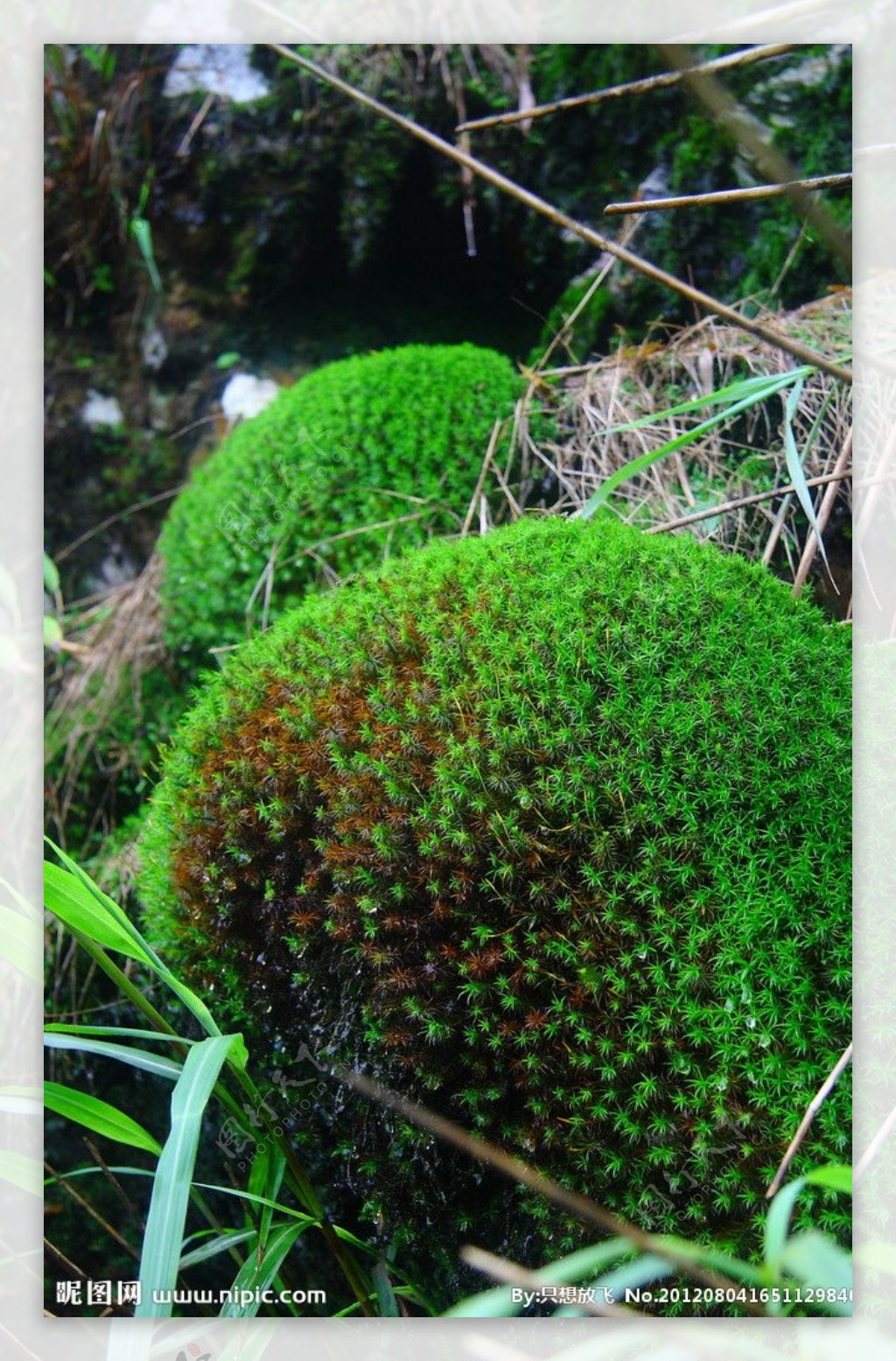 【苔藓植物1摄影图片】生态摄影_一路顺风889_太平洋电脑网摄影部落