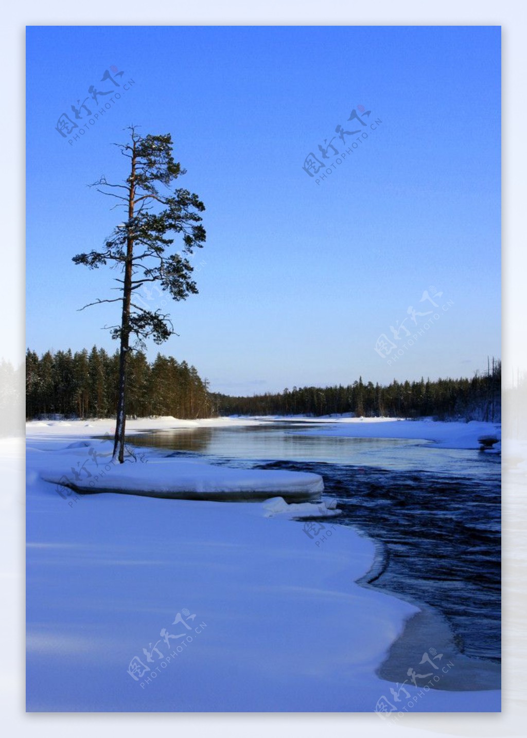 雪地里的一棵树图片