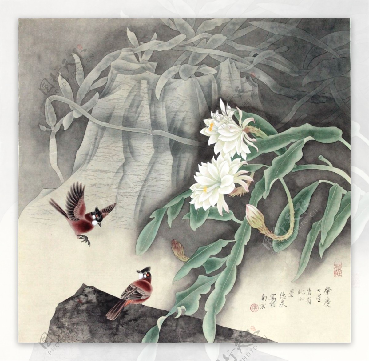 昙花图片