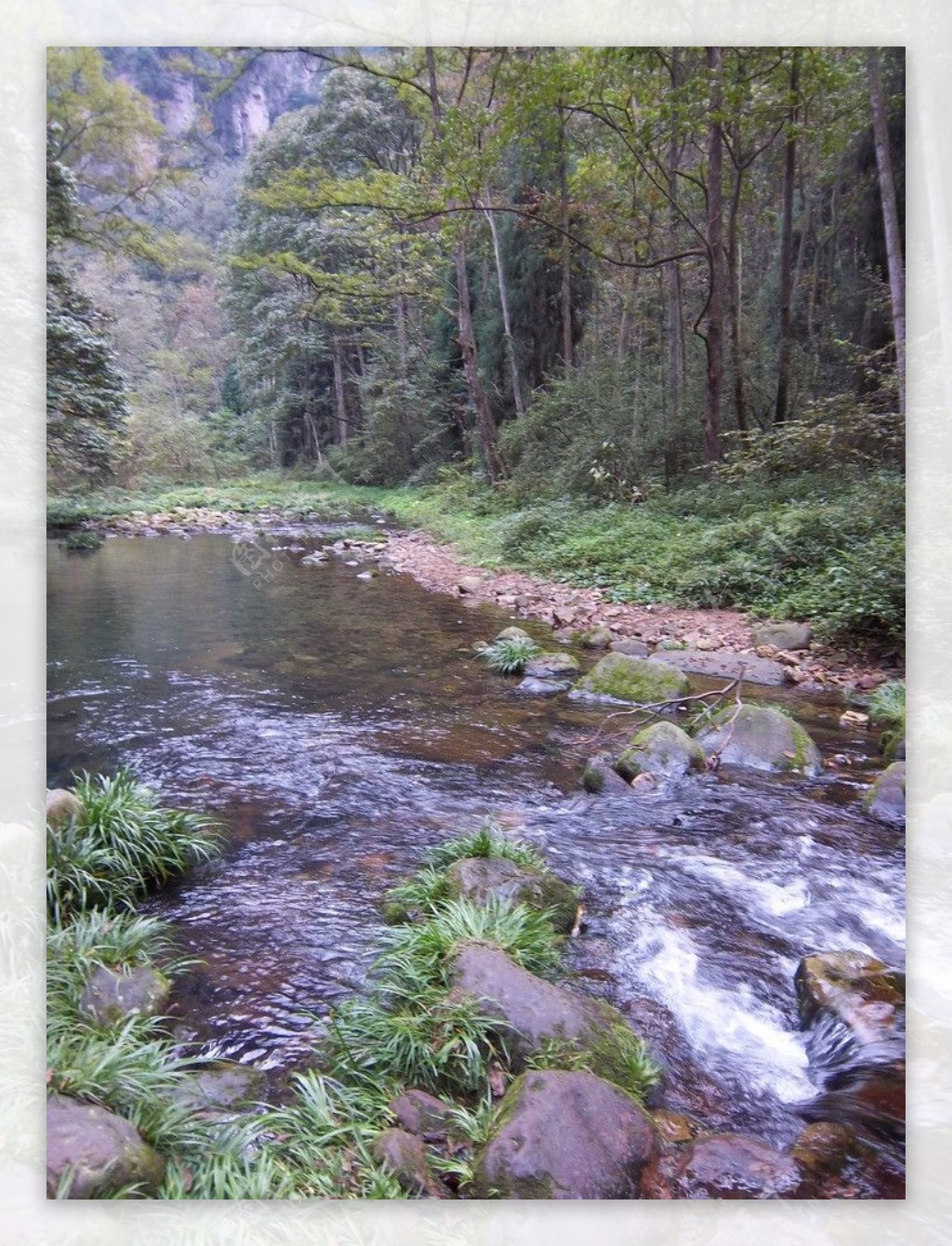 小溪树林图片