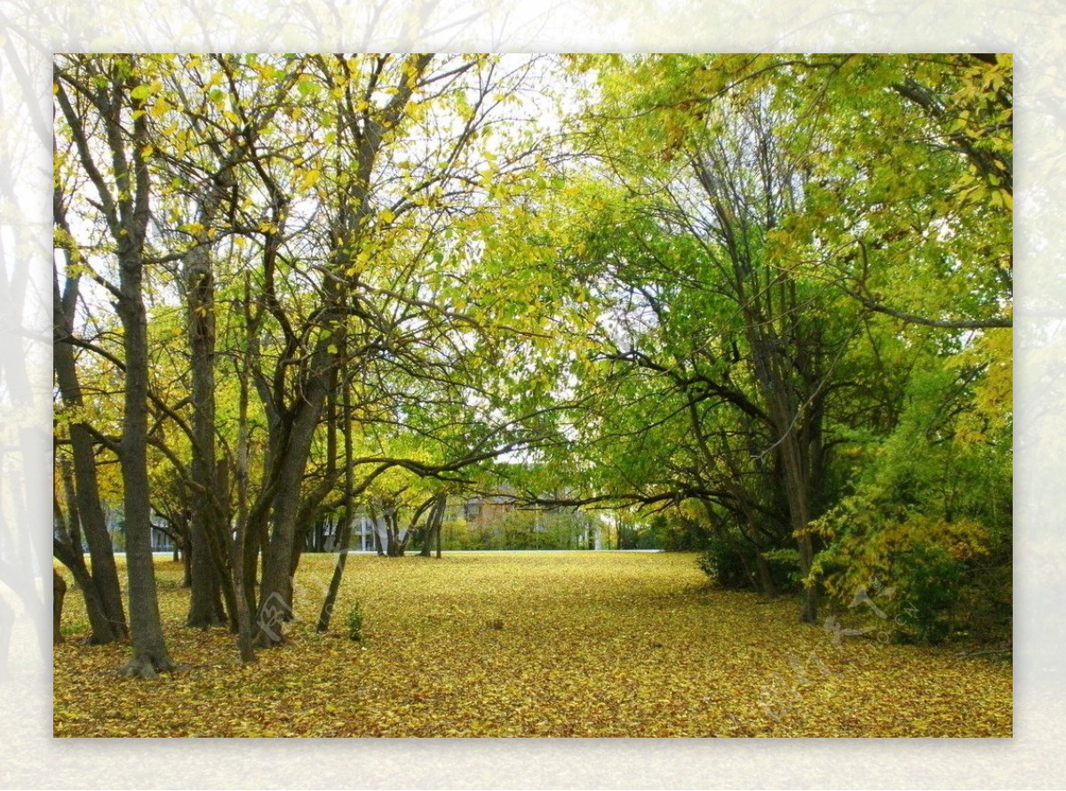 秋季树木图片