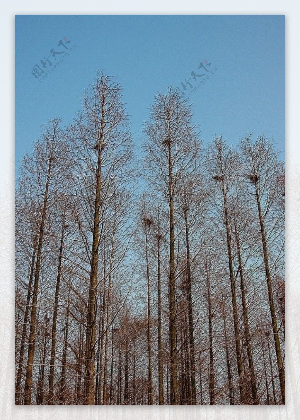 水杉树与鸟窝图片