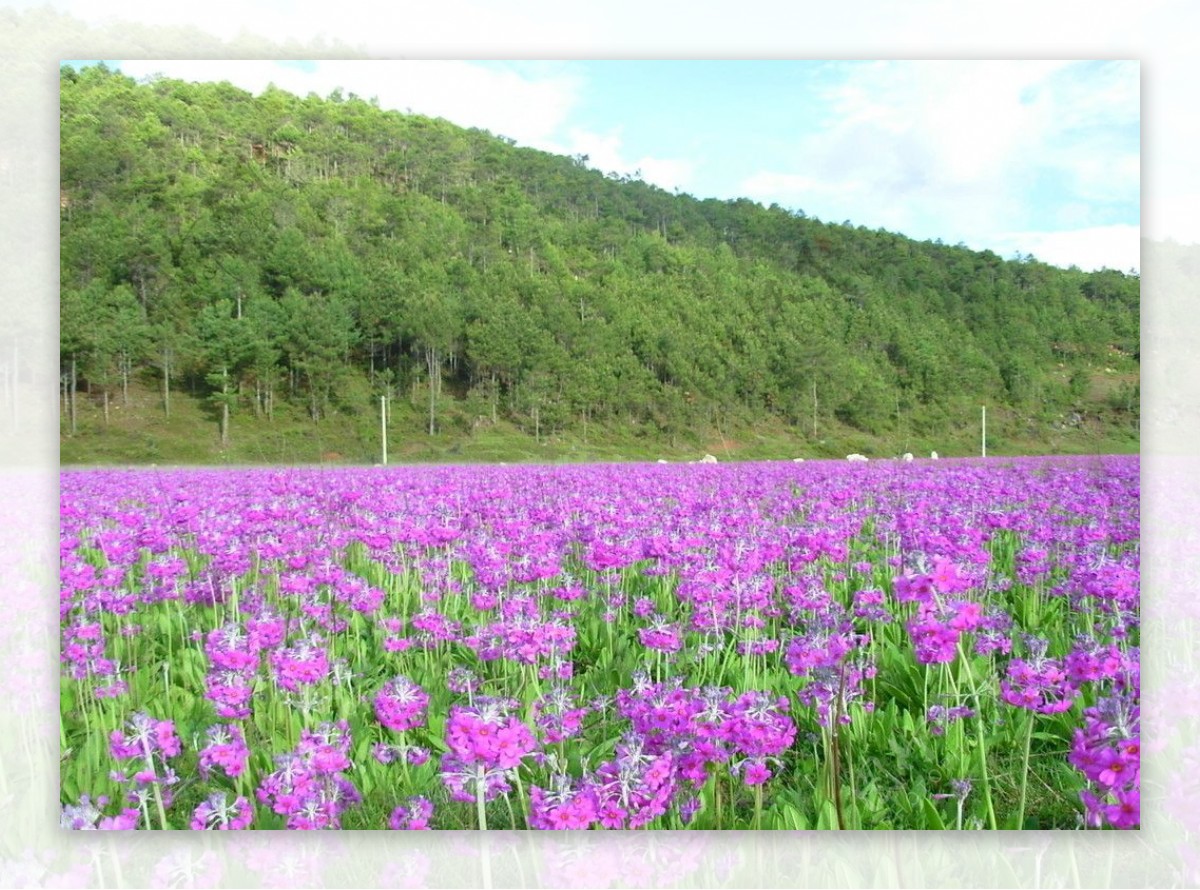 高原之花图片