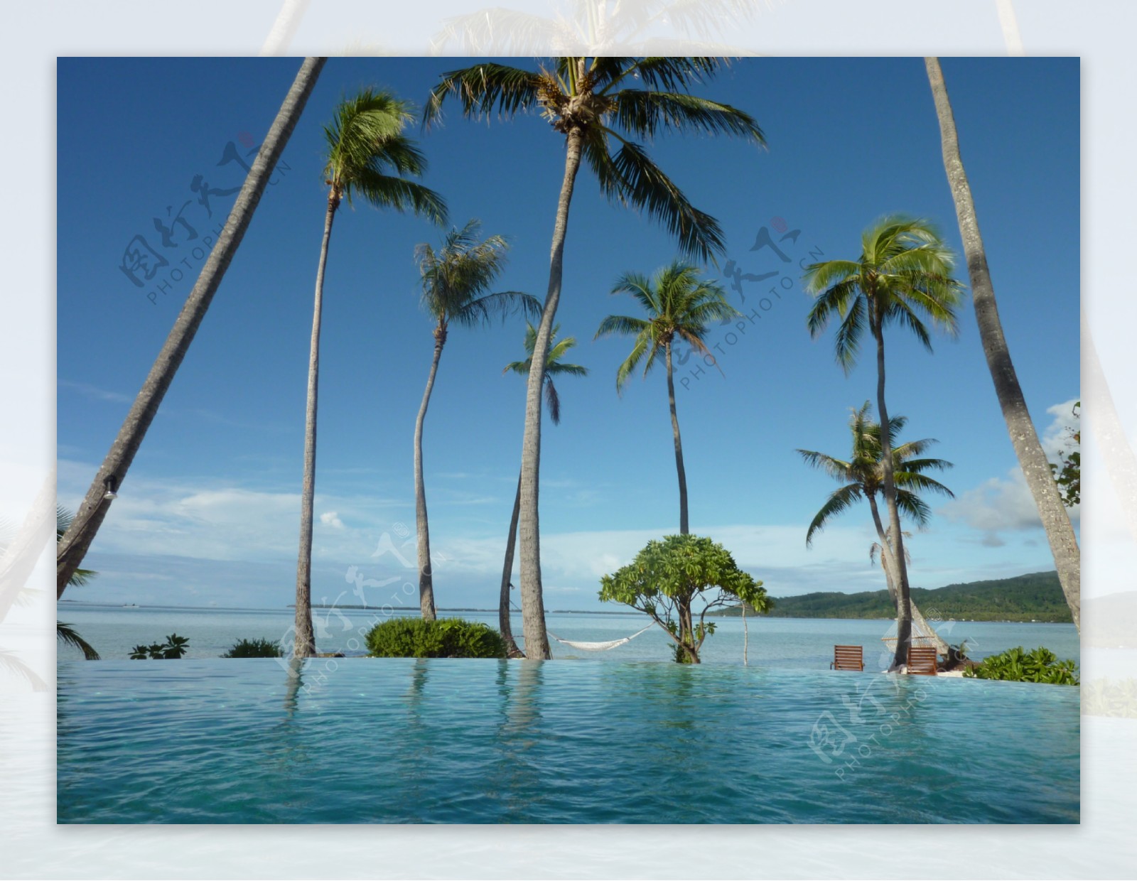 海洋椰子树图片