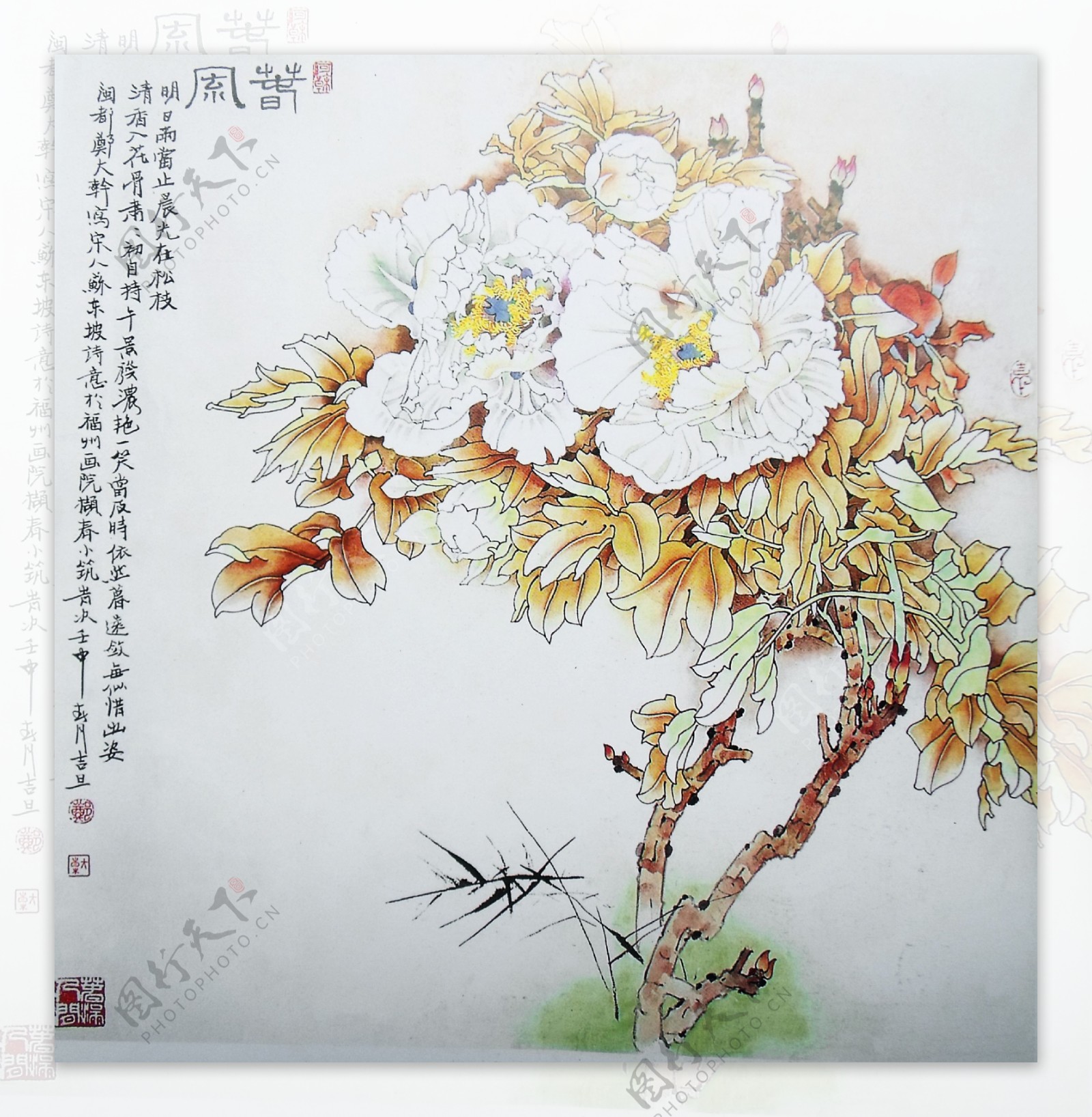 芙蓉花图片