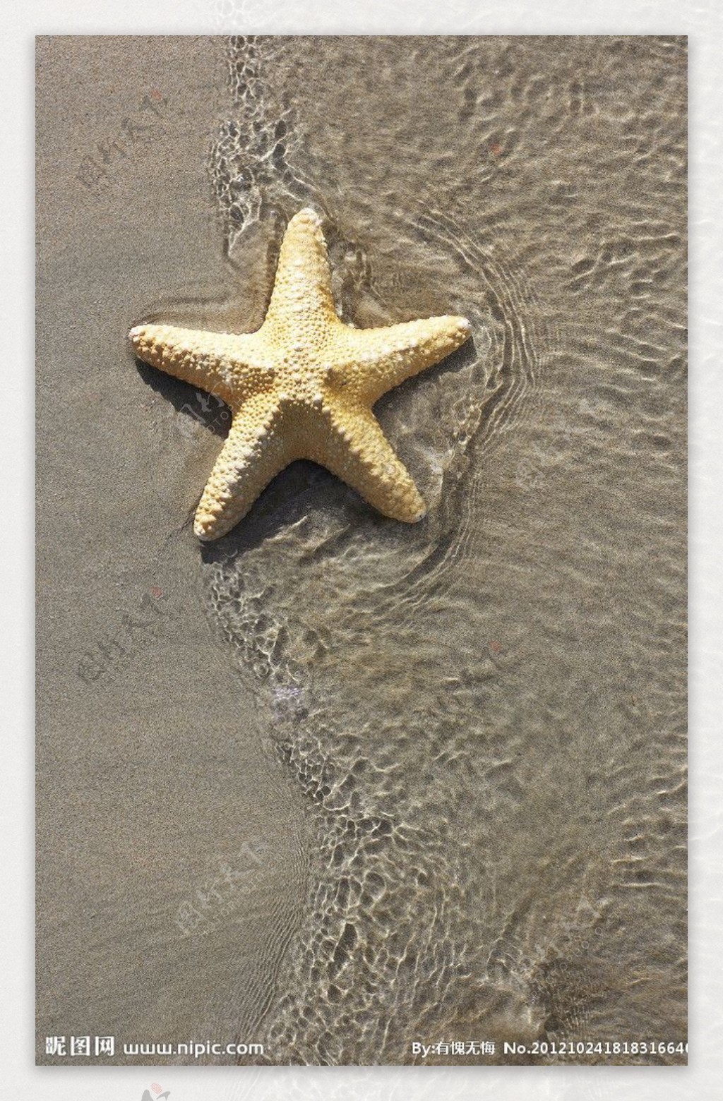 Wallpaper sand, sea, beach, tropics, shell, starfish, beach, sea, sand ...