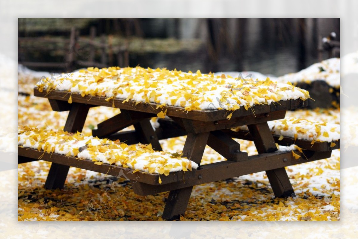 雪后凳子上的银杏叶图片