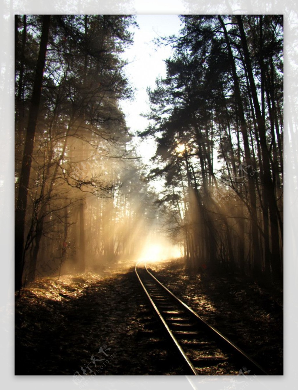 林中铁路图片