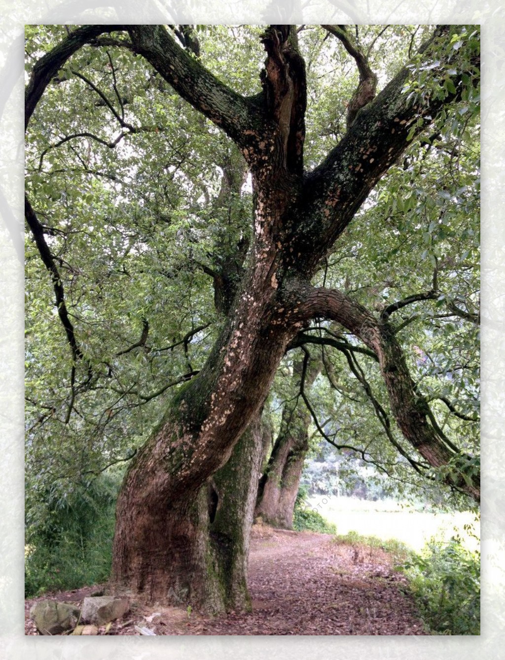 古樟树图片