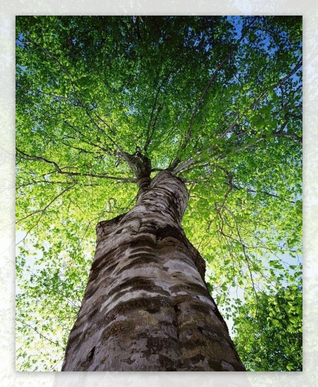 收集一些美腻的关于树这个意象的图片或照片? - 知乎