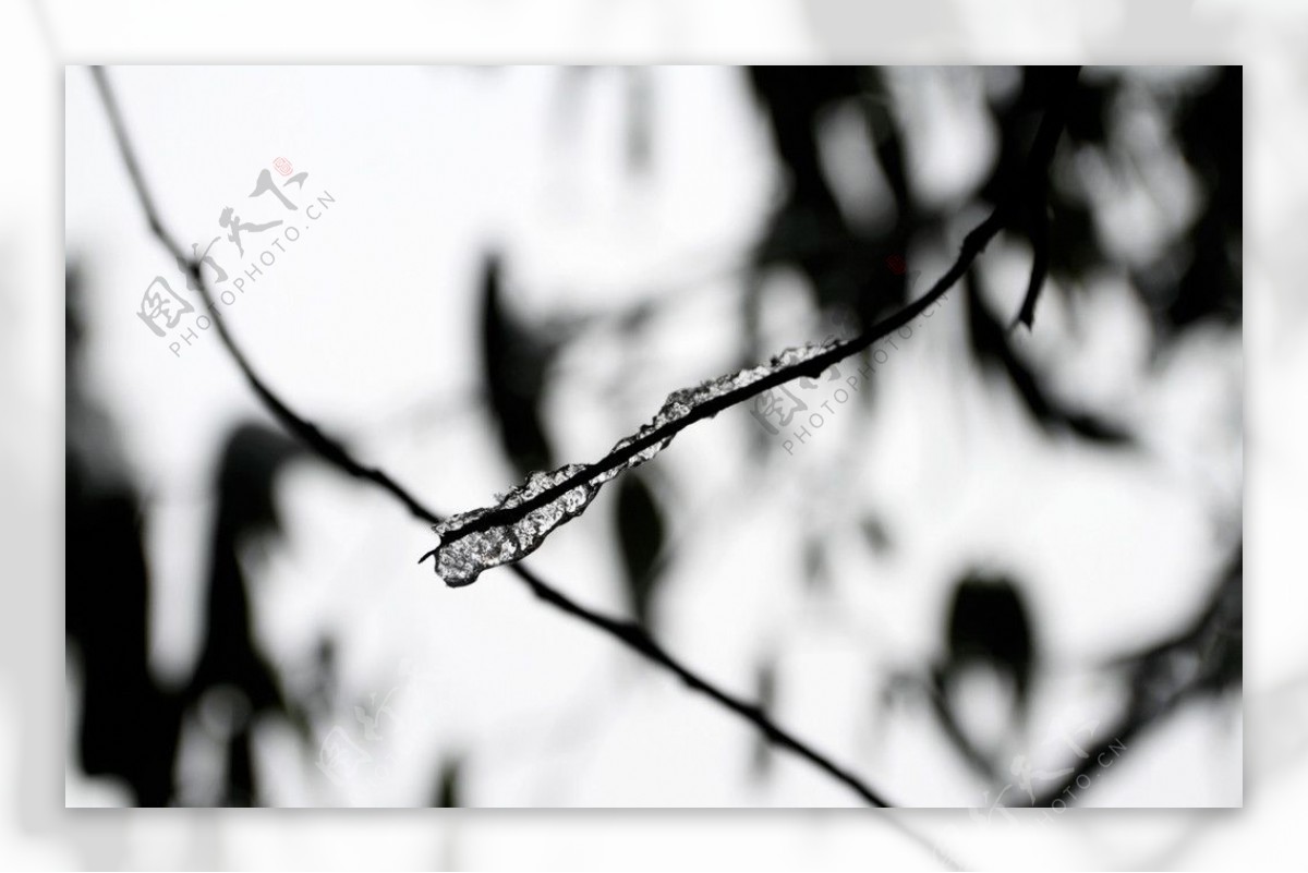 树枝结冰图片