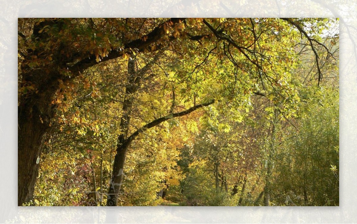 秋天公园美丽风景秋图片