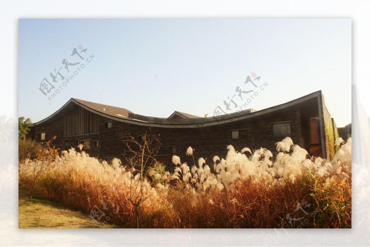 秋天的中国美院校园的芦苇荡图片