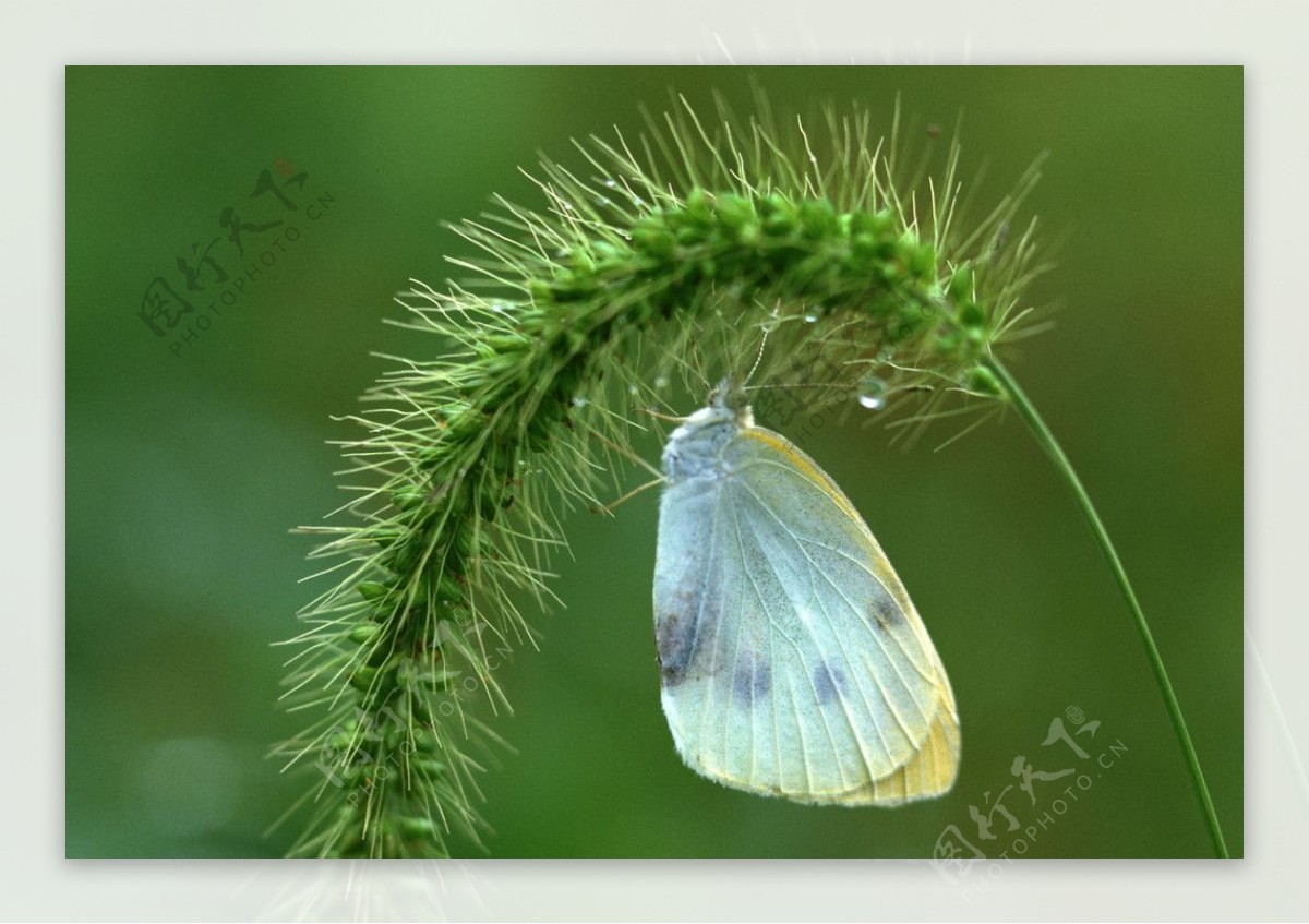 毛毛草下的蝴蝶图片