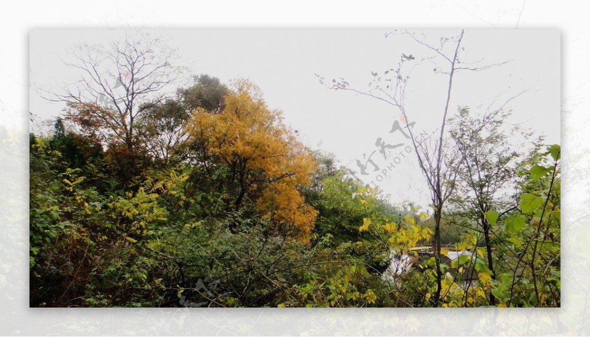屋后的秋林图片