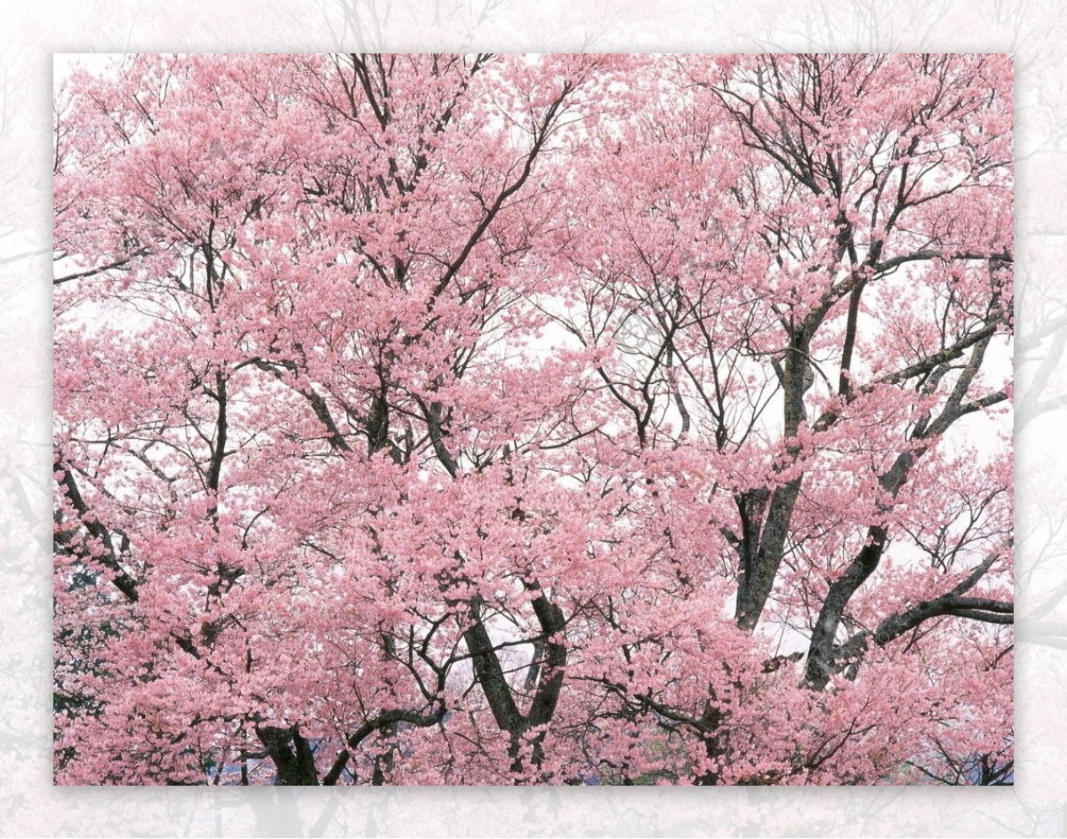 清新野生花卉植物写真树木图片摄影图JPG