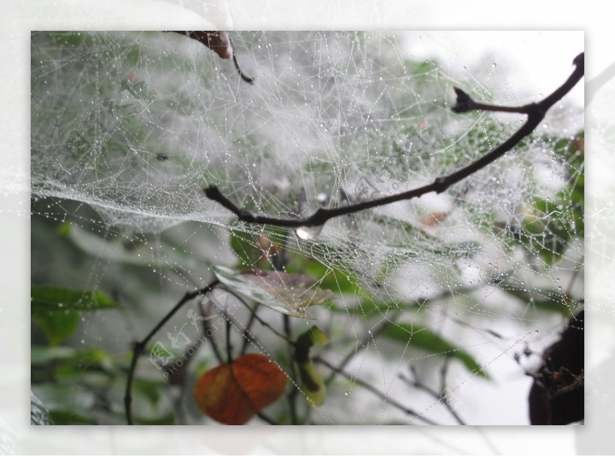 沾水的水晶蜘蛛网图片