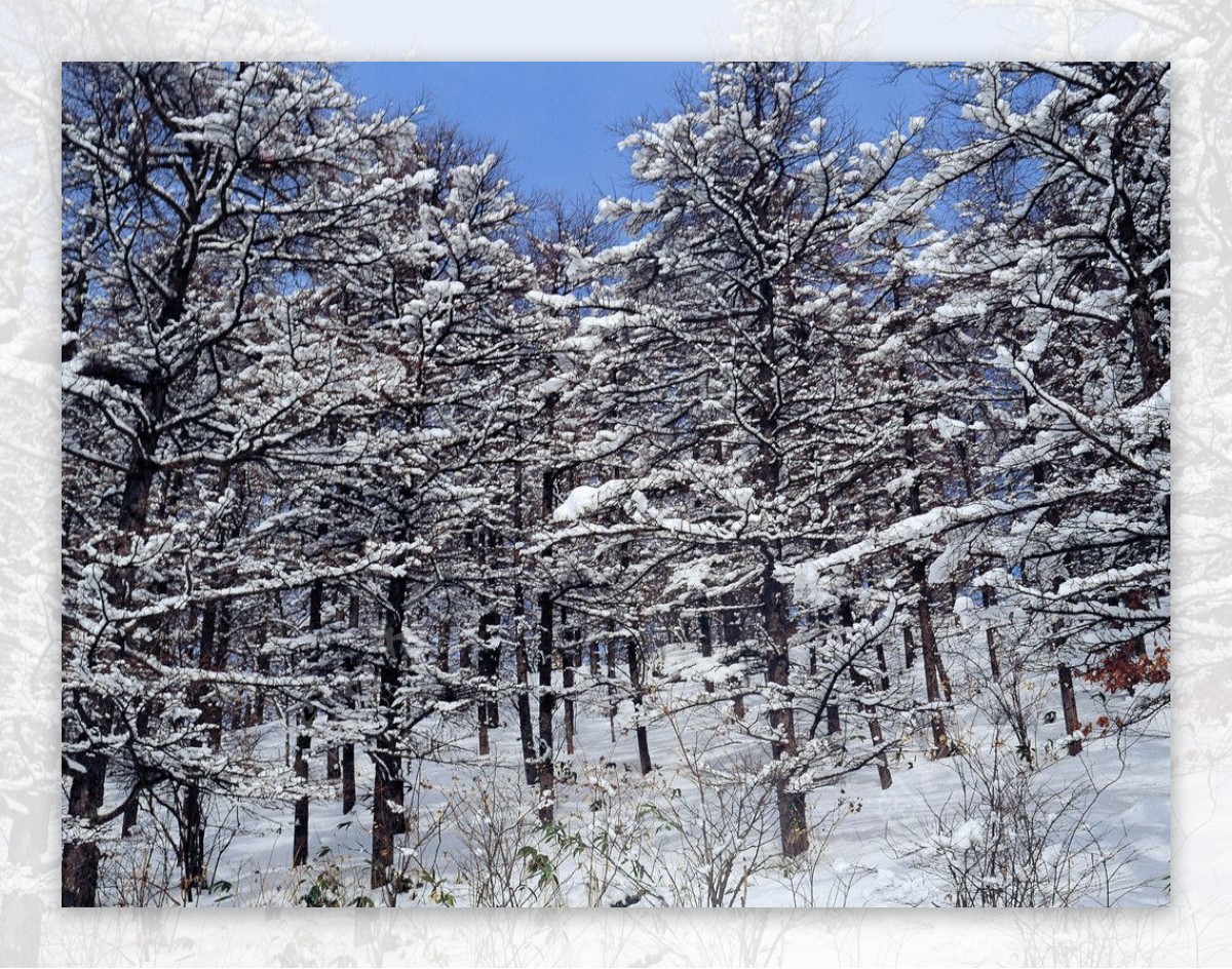 大雪覆盖的森林图片