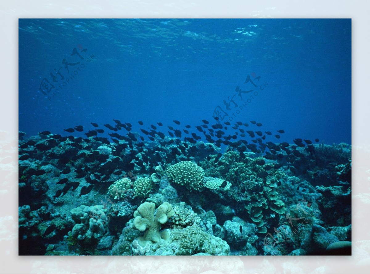 深海海洋鱼群海底珊瑚图片