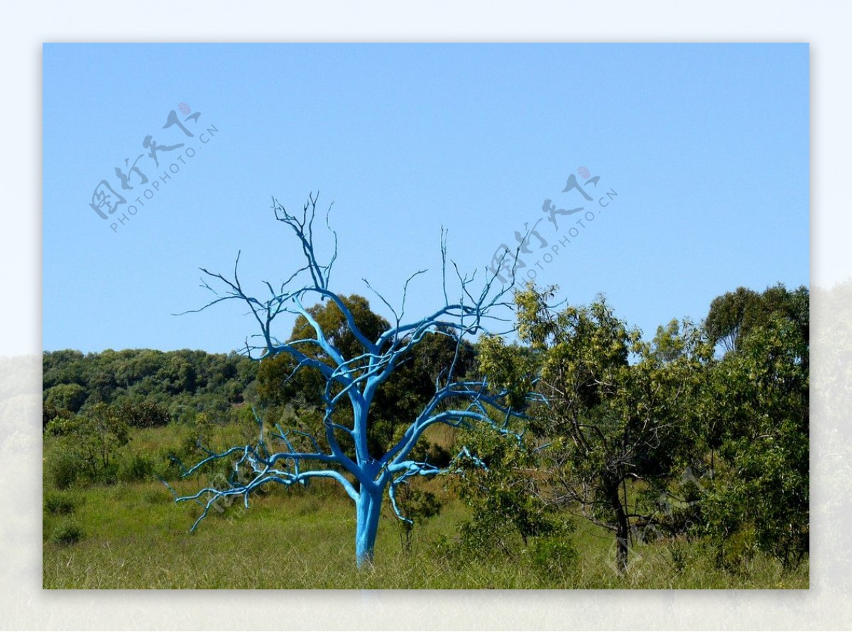 一棵蓝树图片