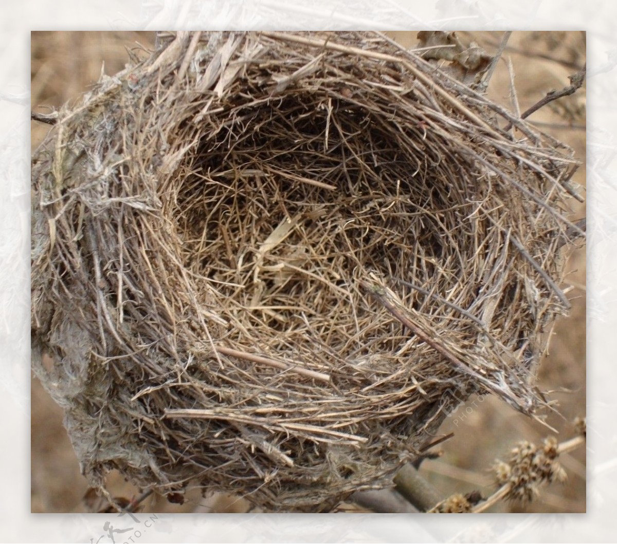 为何有的鸟用泥筑巢，而有的鸟用树枝筑巢？ - 知乎